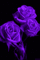 Flowers purple bp - Бесплатный анимированный гифка анимированный гифка