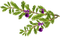Christmas.Winter.Deco.Green.Purple - Free PNG Animated GIF