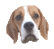 Dogs Buddy - Gratis animeret GIF animeret GIF
