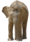 Kaz_Creations Elephant - ilmainen png animoitu GIF