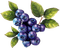 blueberries bp - zdarma png animovaný GIF