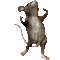 mouse maus souris animal animals animaux gif anime animated animation tube rat ratte