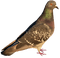 bird - kostenlos png Animiertes GIF