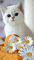 gatto bianco - Δωρεάν κινούμενο GIF κινούμενο GIF