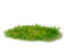 gräs---grass - PNG gratuit GIF animé