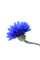 fleur bleuet - PNG gratuit GIF animé