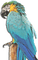 perroquet - безплатен png анимиран GIF
