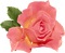 salmon pink flower rose sunshine3 - 無料のアニメーション GIF