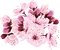 Flores - Free PNG Animated GIF