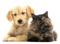 chat chien.. cat dog - 免费PNG 动画 GIF