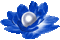 Animated.Flower.Pearl.Blue - By KittyKatLuv65 - GIF animé gratuit GIF animé