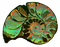 iridescent shell -jox - Free PNG Animated GIF