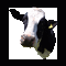 cow - Zdarma animovaný GIF animovaný GIF