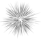 Kaz_Creations Colours Firework Fireworks - 無料png アニメーションGIF