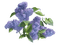 kikkapink vintage flowers lavender purple - ücretsiz png animasyonlu GIF