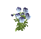 Blue Flowers.Fleurs.gif.Victoriabea - Zdarma animovaný GIF animovaný GIF