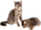 cat katrin - zdarma png animovaný GIF