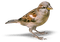 bird - bezmaksas png animēts GIF