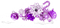 Christmas.Winter.Cluster.White.Purple - png gratuito GIF animata