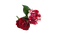kikkapink red roses rose flower flowers spring - PNG gratuit GIF animé