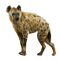 hyene - darmowe png animowany gif