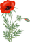 poppies - gratis png geanimeerde GIF