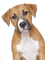 Kaz_Creations Dog Pup - бесплатно png анимированный гифка