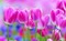 Pink Flowers - GIF เคลื่อนไหวฟรี