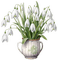 Snowdrops - 免费PNG 动画 GIF
