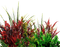 Plants.Fleurs.Grass.Victoriabea - PNG gratuit GIF animé