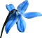 Kaz_Creations  Deco Baby Blue Flower