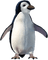Kaz_Creations Penguin 🐧 - фрее пнг анимирани ГИФ