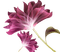 fleur violette.Cheyenne63 - png gratis GIF animasi
