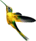 Kolibrie - png grátis Gif Animado