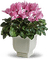 Kaz_Creations  Flowers Vase - gratis png animeret GIF