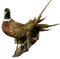 ptak  bird bażant pheasant - PNG gratuit GIF animé