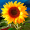 tournesol gif sunflower 3 d