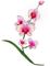 Kaz_Creations Flowers Flower - 免费PNG 动画 GIF