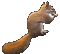 eichhörnchen - GIF animé gratuit GIF animé
