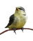 Kaz_Creations Birds Bird - бесплатно png анимированный гифка