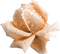 winter-rose-flower-deco-minou52 - PNG gratuit GIF animé
