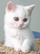 maj gif chat blanc - Zdarma animovaný GIF animovaný GIF