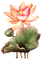 lotus flowers bp