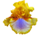 iris - 免费PNG 动画 GIF