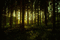 ani-skog-natur - Besplatni animirani GIF animirani GIF