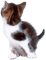 Kaz_Creations Cat Kitten - ilmainen png animoitu GIF