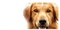 A Dog's Purpose Bailey - PNG gratuit GIF animé