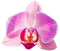 orchids pink bp - PNG gratuit GIF animé