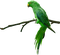 Parrot birds bp - kostenlos png Animiertes GIF