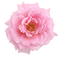 Tube Rose - ücretsiz png animasyonlu GIF